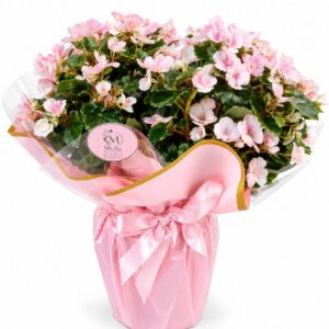 Pembe Düş Begonyası