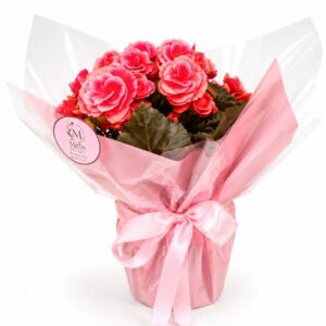 Zarif Pembe Begonya